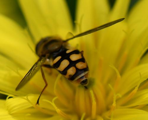 Eupeodes corollae